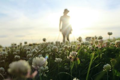 Flowers growing on field against sky