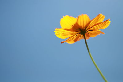 Low angle view of yellow flower against clear sky