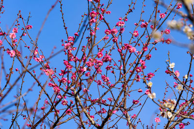 Low angle view of cherry blossoms against blue sky