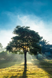 Tree on field against sky