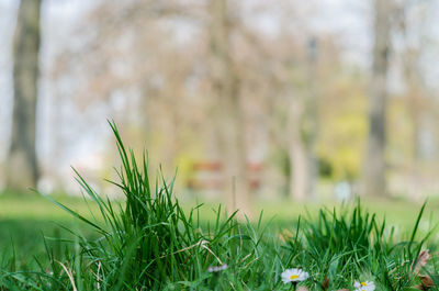 Close-up of grass on field