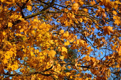 Low angle view of autumnal tree