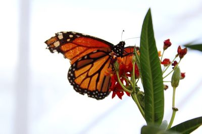 Close-up of butterfly pollinating on flower