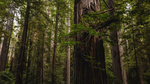 Low angle view of large redwood trees in forest