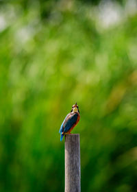 Close-up of kingfisher perching on wooden post