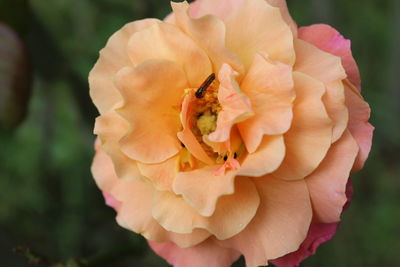 Close-up of pink rose