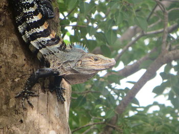 Close-up of iguana on tree trunk