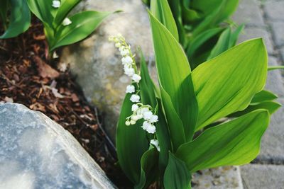 Close-up of fresh green plant