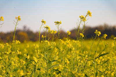 Yellow flowering plants on field against sky