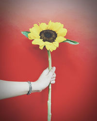 Close-up of hand holding red yellow flower