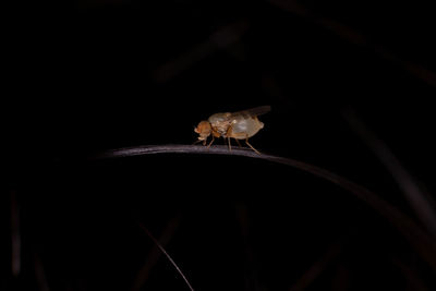 Close-up of insect