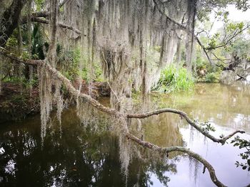 Scenic view of lake in forest