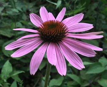 Close-up of pink flower