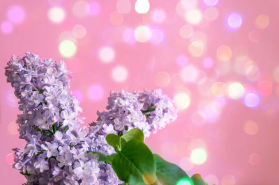 Close-up of pink flowering plant