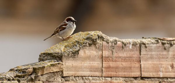 Bird perching on a fence