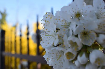 Close-up of fresh white flowers against sky