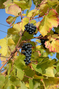 Close-up of grapes growing in vineyard