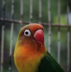 animal themes