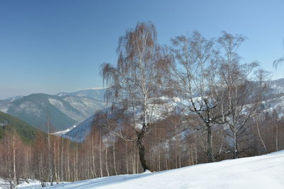 Snow covered land and trees against sky