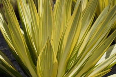 Full frame shot of yellow plant