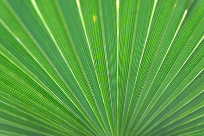 Full frame shot of palm leaf