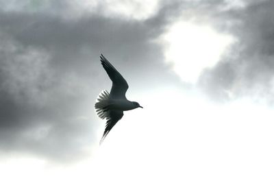 Low angle view of birds flying against sky