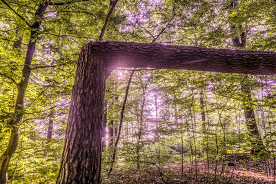 Low angle view of trees in forest
