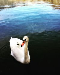 Swan floating on lake