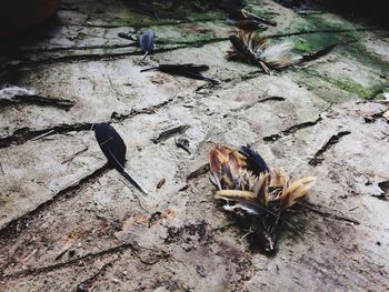 High angle view of lizard