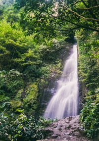Scenic view of waterfall in forest
