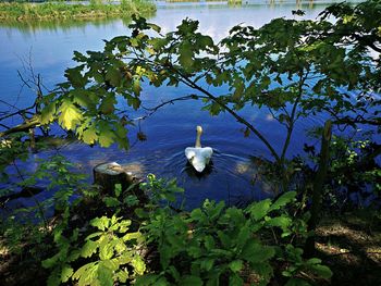 High angle view of bird in lake