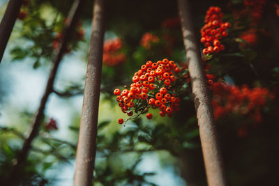 Low angle view of red flowering plant