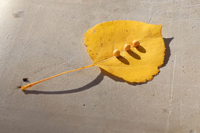 High angle view of yellow leaf on table