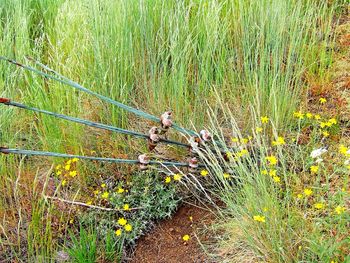 Plants growing on grassy field