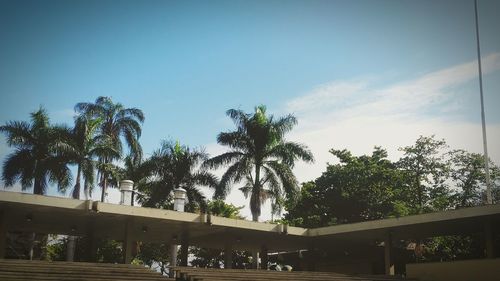 Low angle view of palm trees against clear blue sky