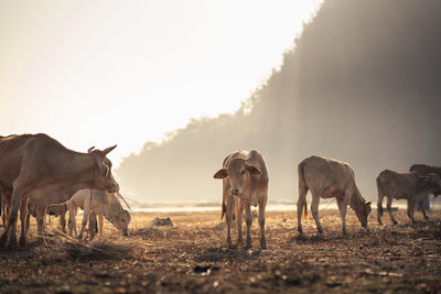 Horses on a field