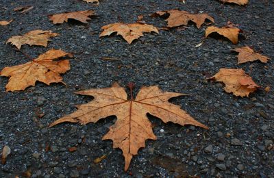 High angle view of maple leaf on street