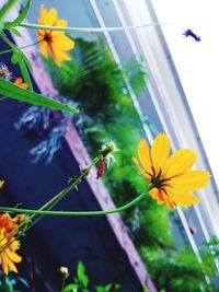 Low angle view of flowers