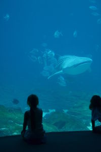 Fish swimming in sea