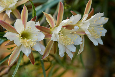 Close-up of white flowering plant