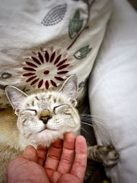 Person scratching cat head