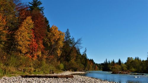 Scenic view of river in forest against clear blue sky