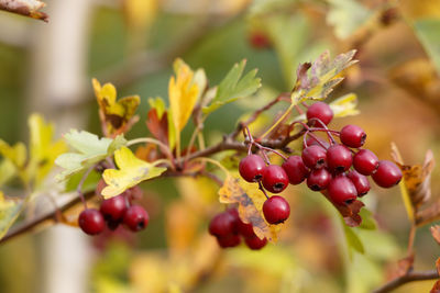 Close-up of cherries growing on tree