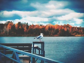 Seagull perching on a lake