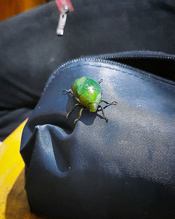 High angle view of insect on leaf