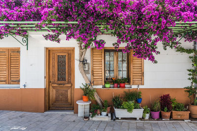 Potted plants against building