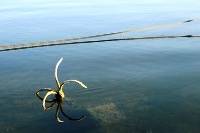 High angle view of plants by sea