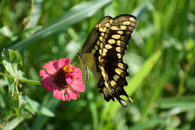 Close-up of butterfly pollinating on pink flower