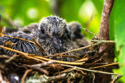 Close-up of bird in nest