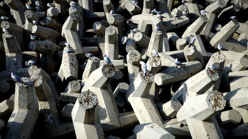 High angle view of little gulls on tetrapods
